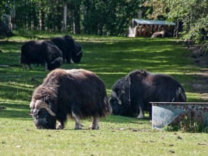 Musk Oxen