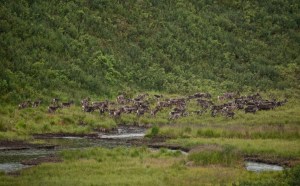 Caribou Herd