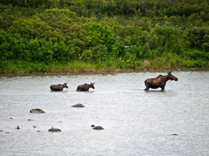 Moose crossing River
