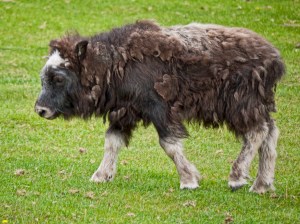 Musk Ox Baby