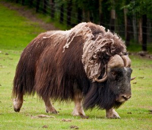 Musk Ox Bull