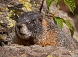 Fat Marmot