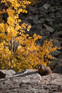 Marmot on the Rock