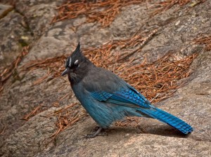 Stellars Jay