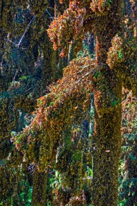 Butterflies in the Trees