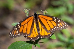 Monarch Butterfly 2