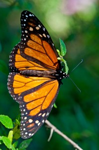 Monarch Butterfly