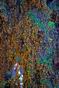 Monarchs in the trees