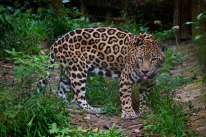 Probably won't see one of these in the wild