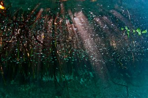 Light in the Mangroves
