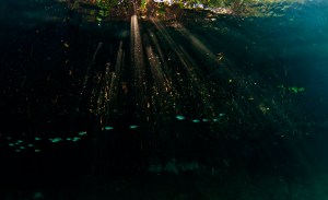 Mangroves in Casa Cenote