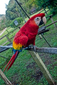 Scarlet Macaw at Finca Ixobel