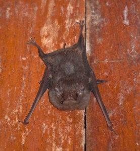 Bat at Masaya Museum