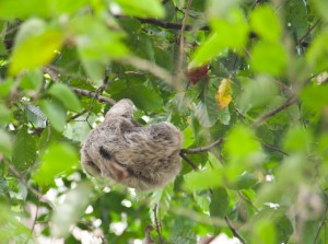Baby Sloth