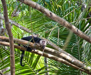 Capuchin Monkey 2