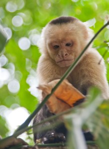 Capuchin monkey