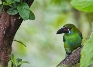 Crimson Rumped Toucan