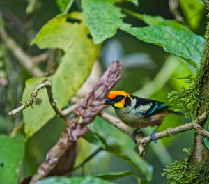 Flame faced tanager