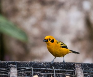 Golden Tanager