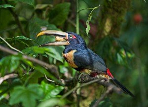 Pale Mandibled Aracasi