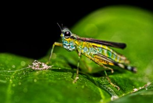 Airplane grasshopper