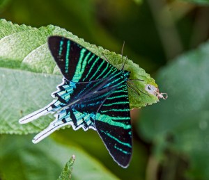 Brilliant couloured moth