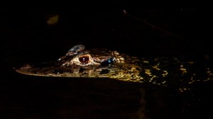 Caiman at night