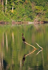 Cormorant on salvador lake