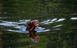 Giant Otter at Salvador Lake