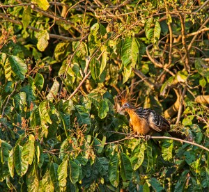 Hoatzin in a tree