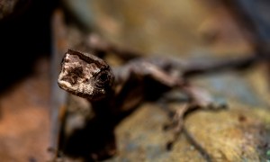 Lizard on forest floor
