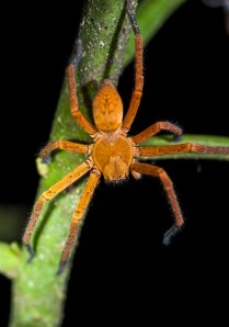 Orange Spider