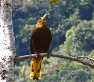 oropendolas
