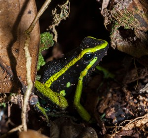 Poison Frog