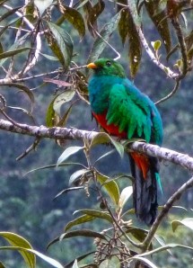 Quetzal 1