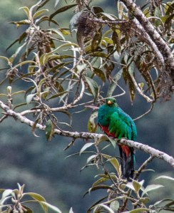 Quetzal