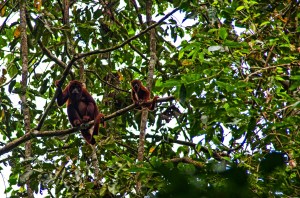 Red Howler Monkeys