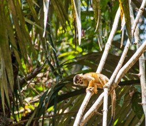 Squirrel Monkey