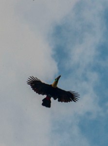 Toucan flying overhead