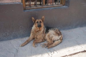 One of the giant dogs