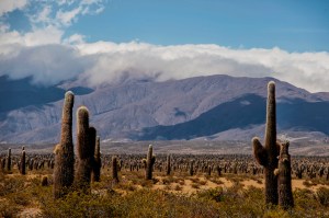 Cactus as far as you can see