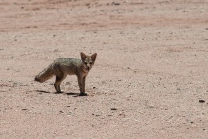Desert fox