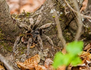 Tarantula