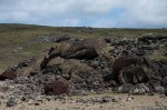 Toppled Moai