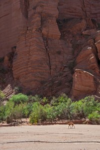 vicuna in the canyon