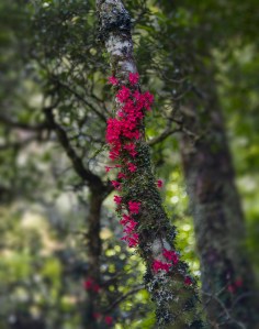 Flowers on a tree