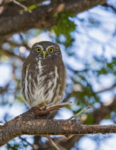 Pygmy Owl