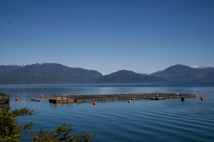 Salmon Farm