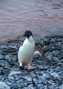 Adelie Penguin coming out of the water
