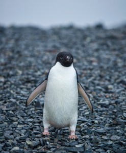 Adelie Penguin